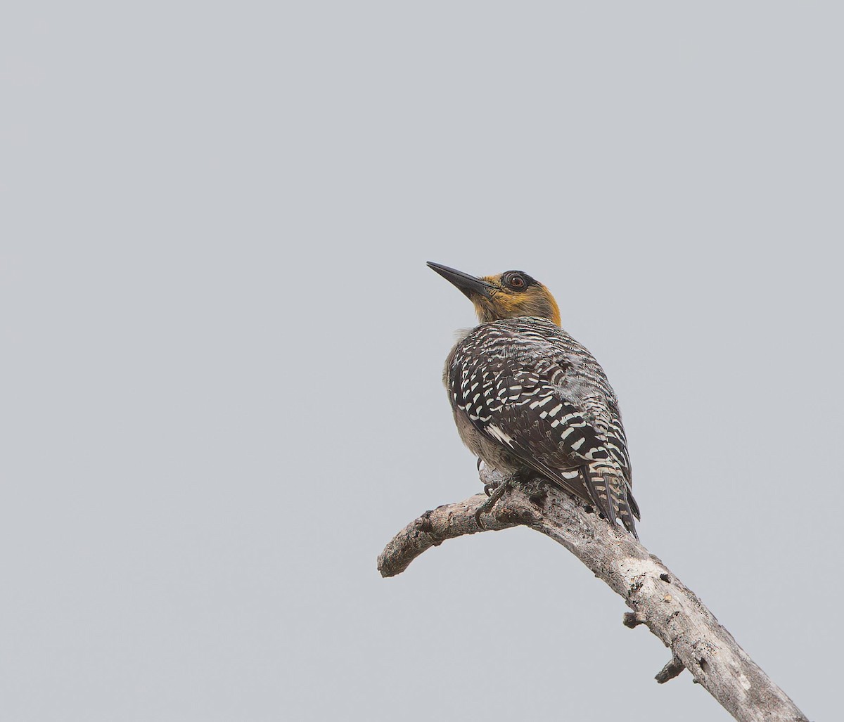 Golden-cheeked Woodpecker - ML644608410