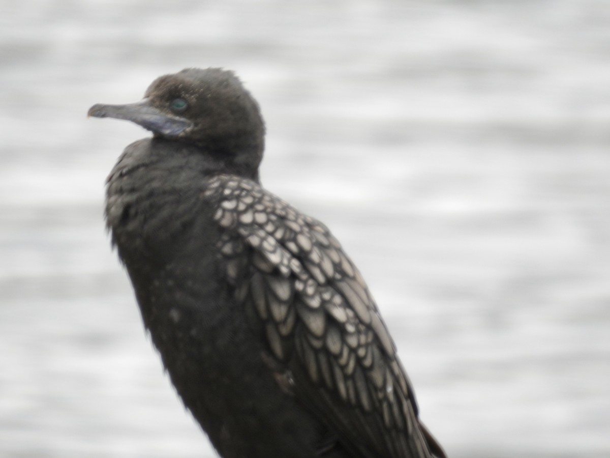 Kömür Karabatağı - ML644608412