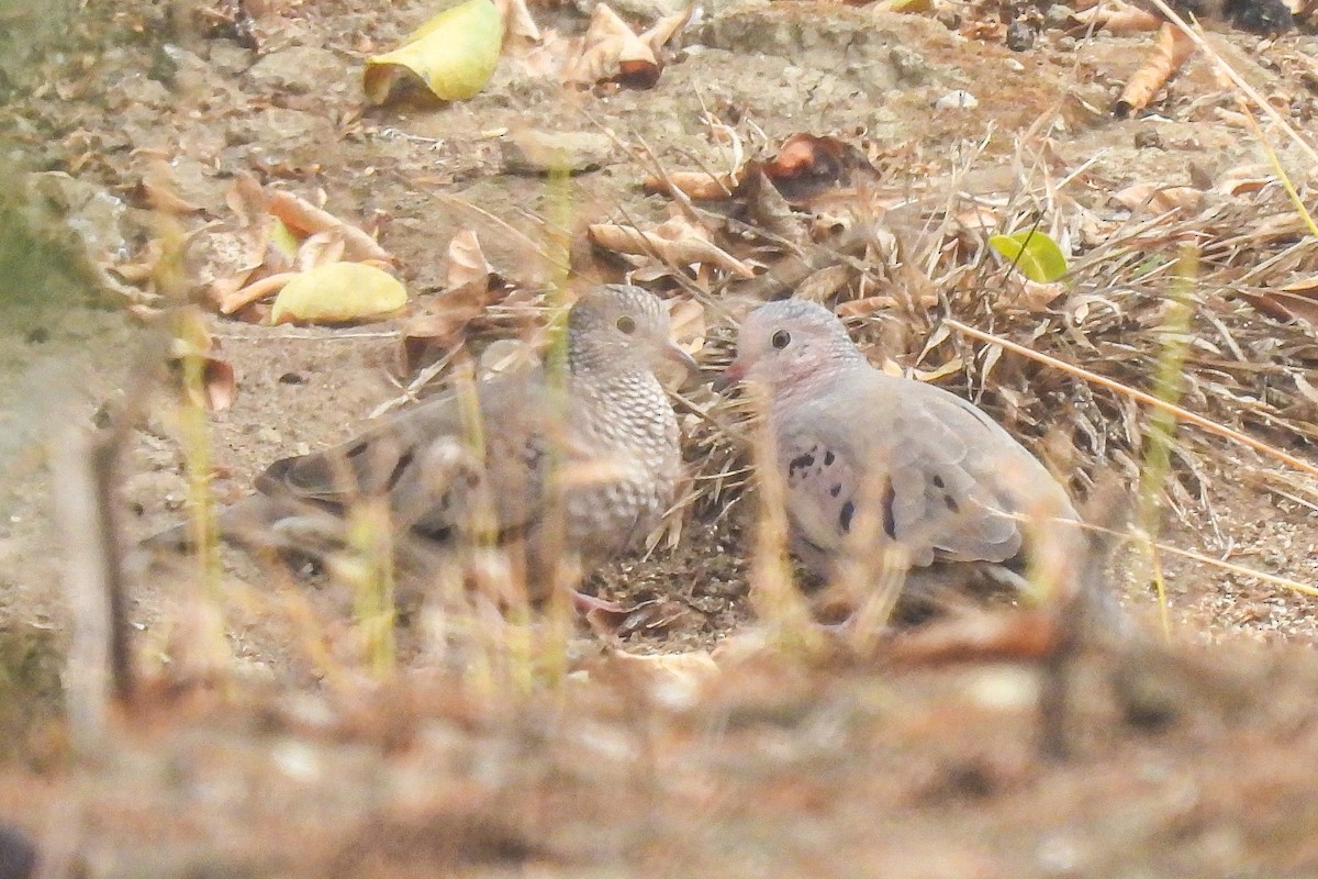 Common Ground Dove - ML644608426