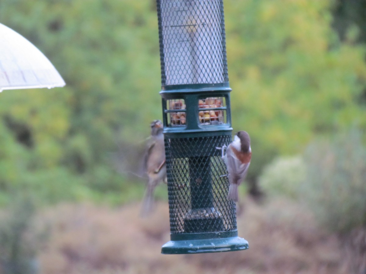 Chestnut-backed Chickadee - ML644608429