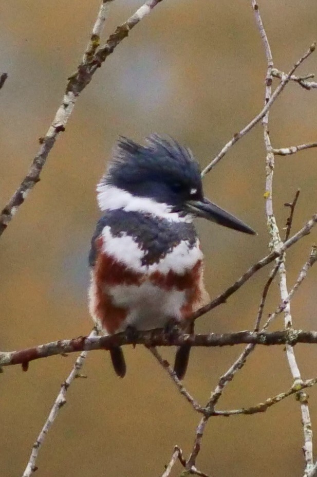 rybařík pruhoprsý - ML644608436