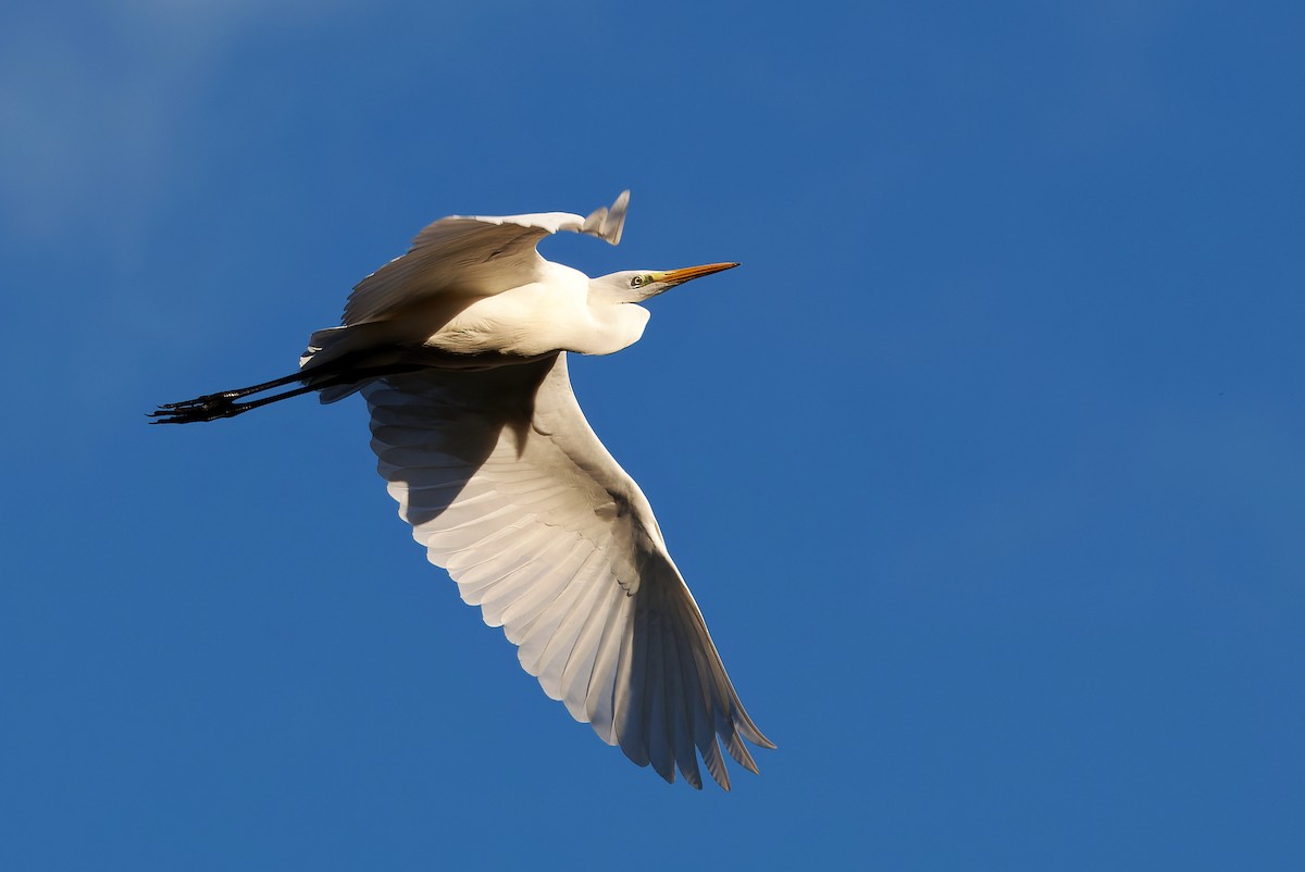 volavka bílá - ML644608438