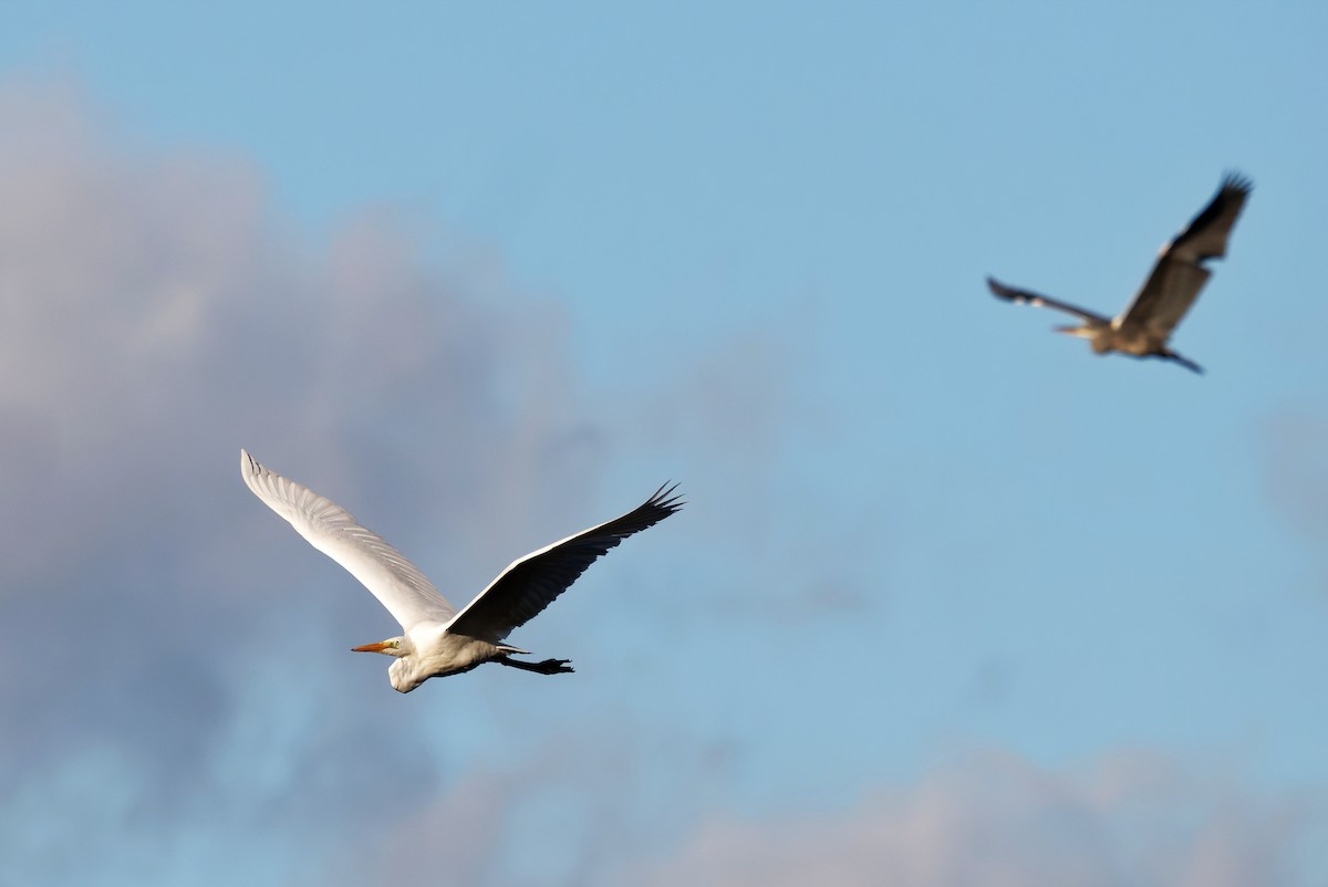 volavka bílá - ML644608439