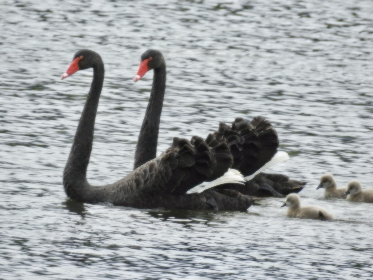 labuť černá - ML644608440