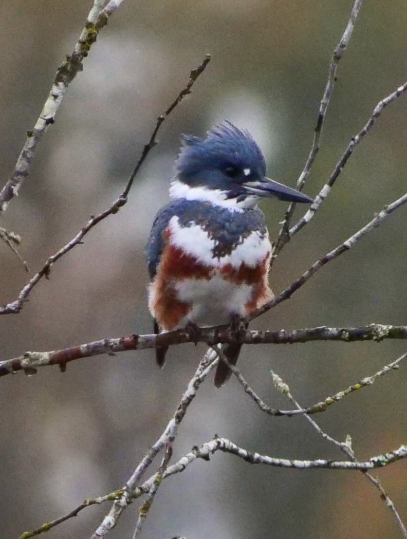 rybařík pruhoprsý - ML644608441