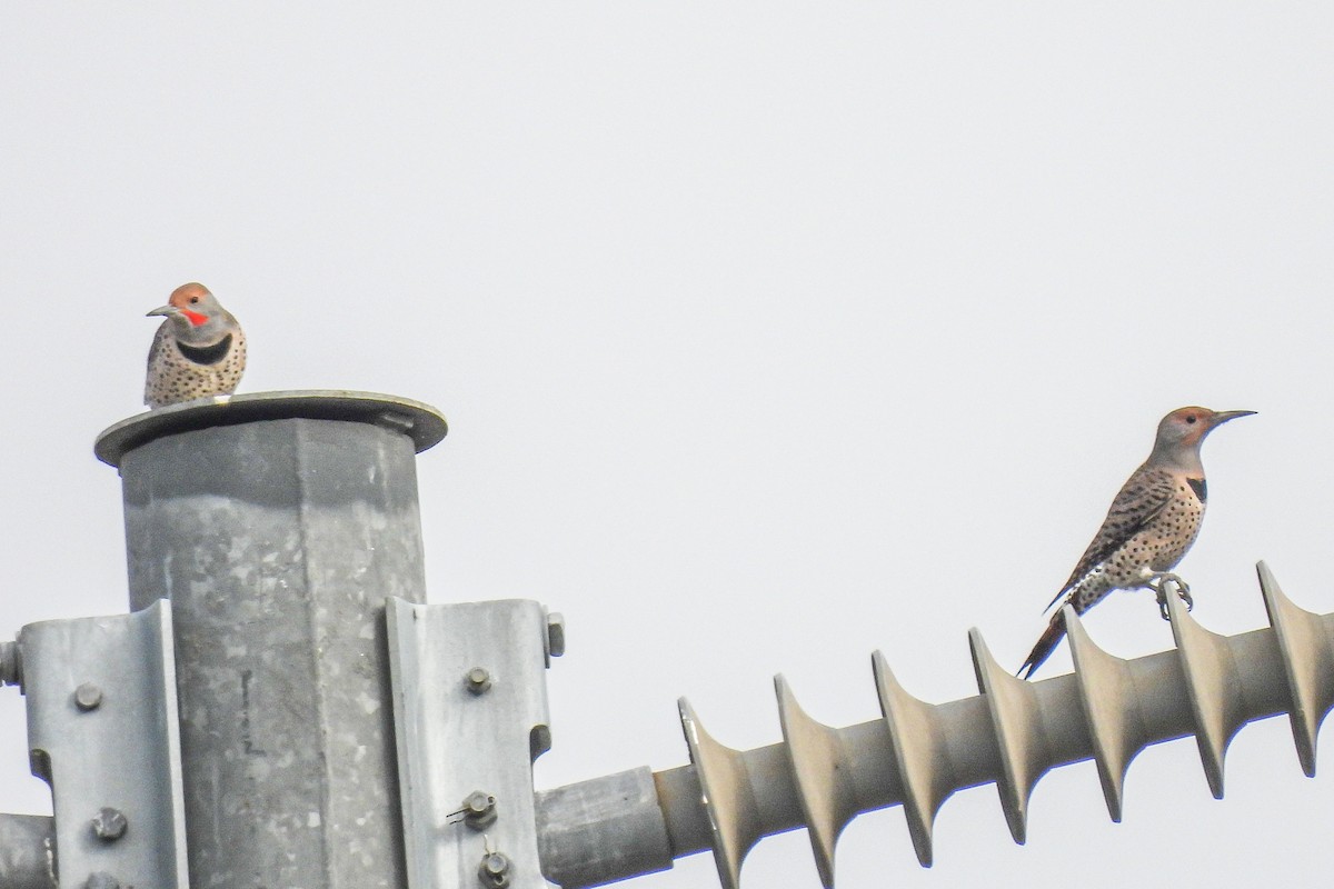 datel zlatý - ML644608442