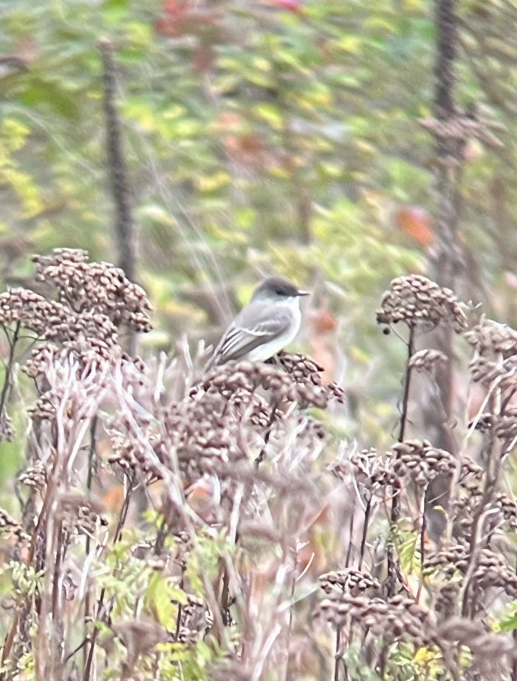 Eastern Phoebe - ML644608443