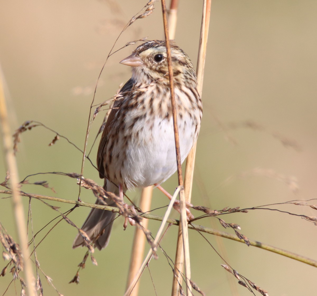 strnadec luční - ML644608444