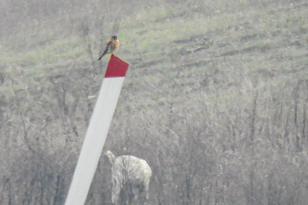 poštolka pestrá - ML644608447