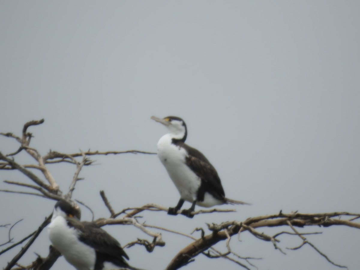 kormorán pestrý - ML644608451