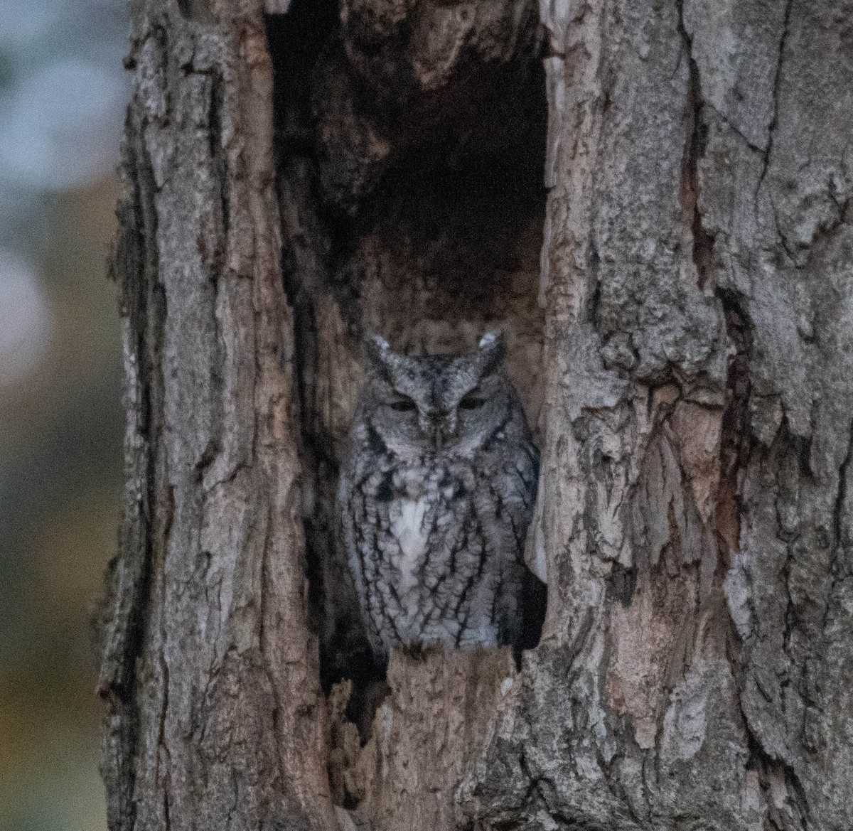 výreček americký - ML644608453