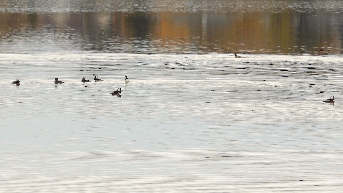 morčák chocholatý - ML644608454