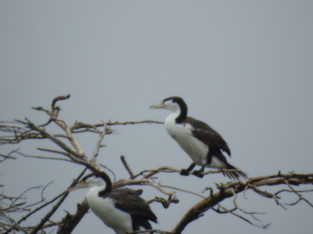 kormorán pestrý - ML644608456