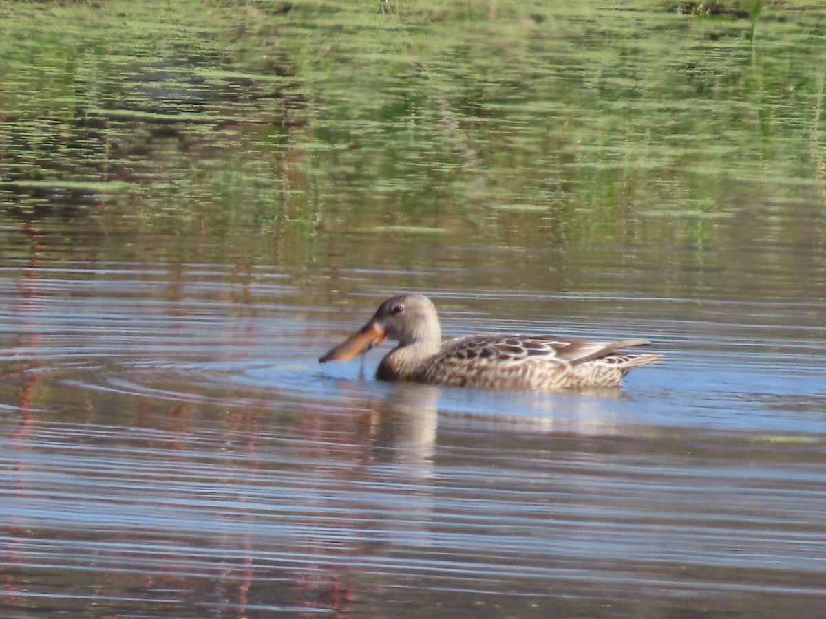 lžičák pestrý - ML644608457