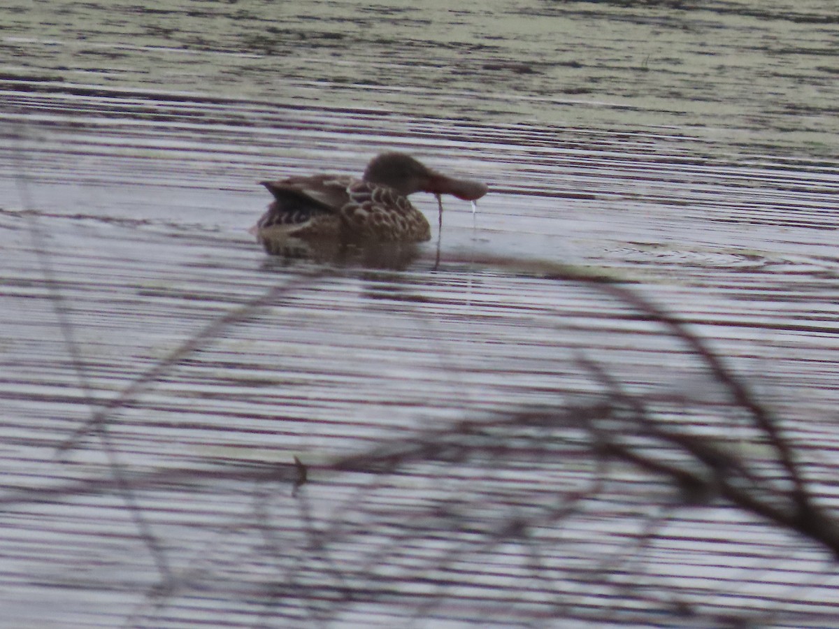 lžičák pestrý - ML644608458