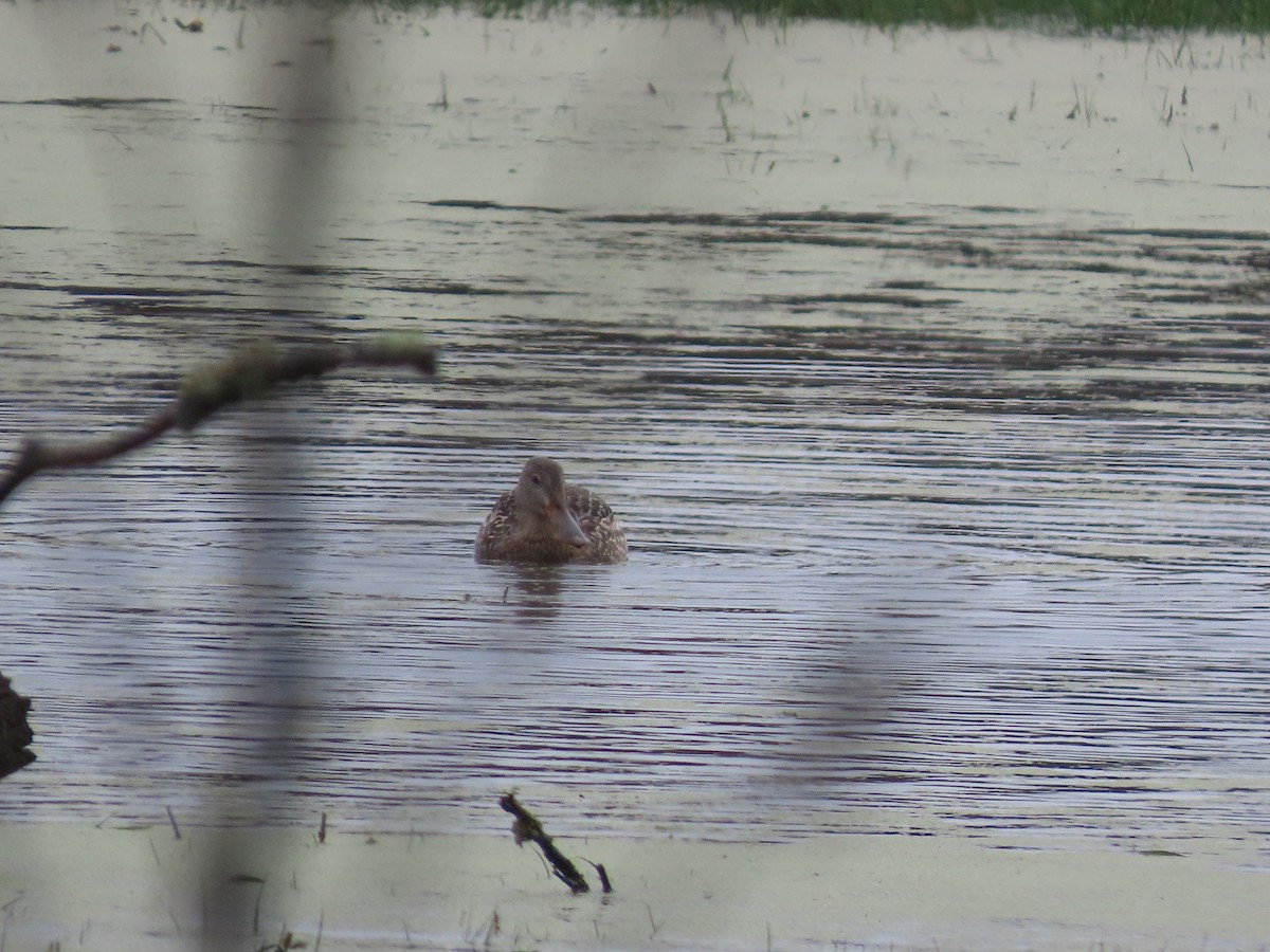 lžičák pestrý - ML644608459