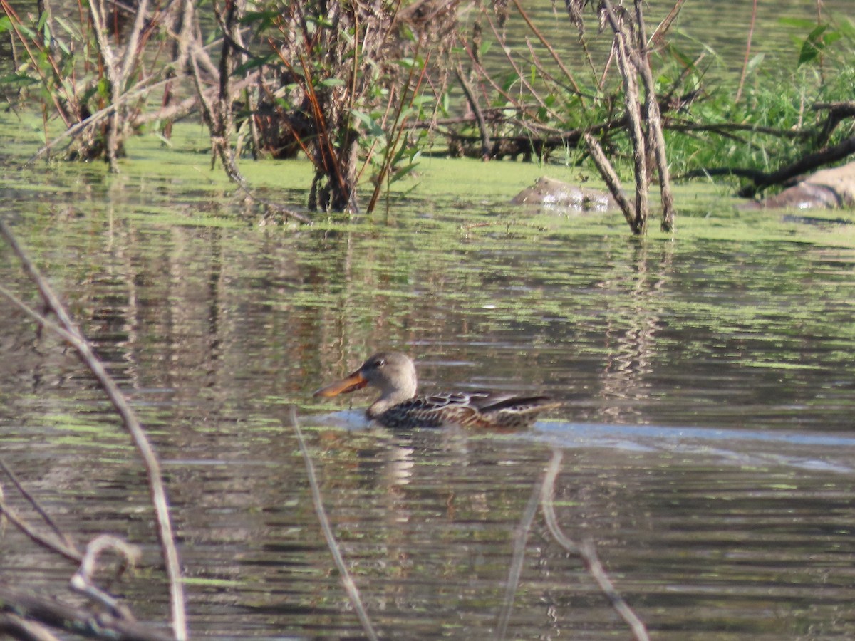 lžičák pestrý - ML644608460