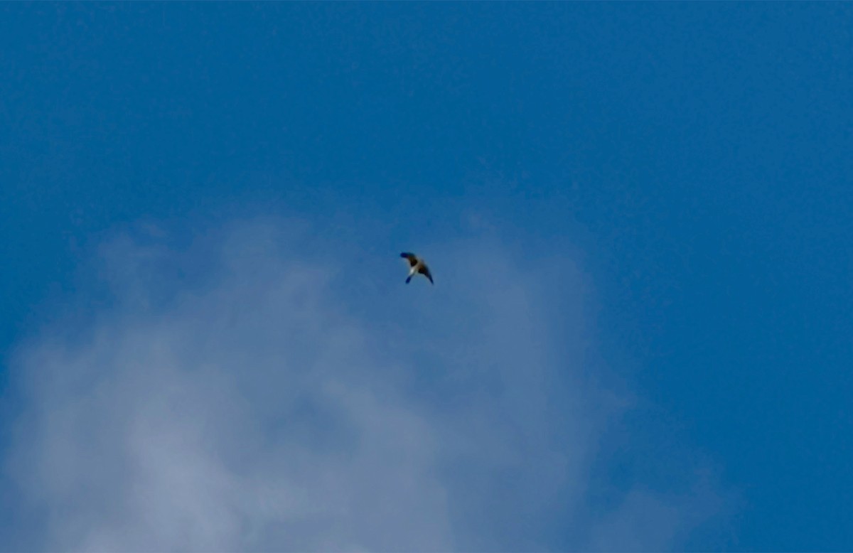 poštolka pestrá - ML644608462