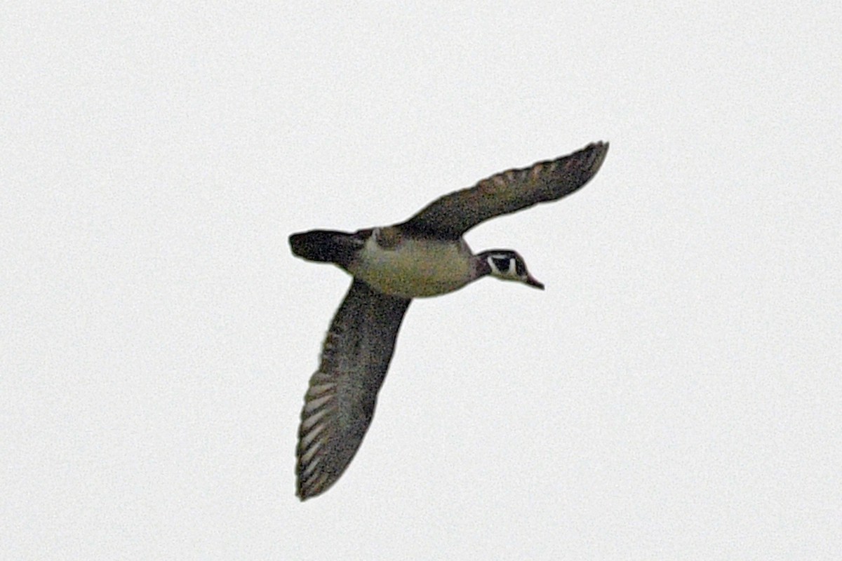 kachnička karolínská - ML644608463