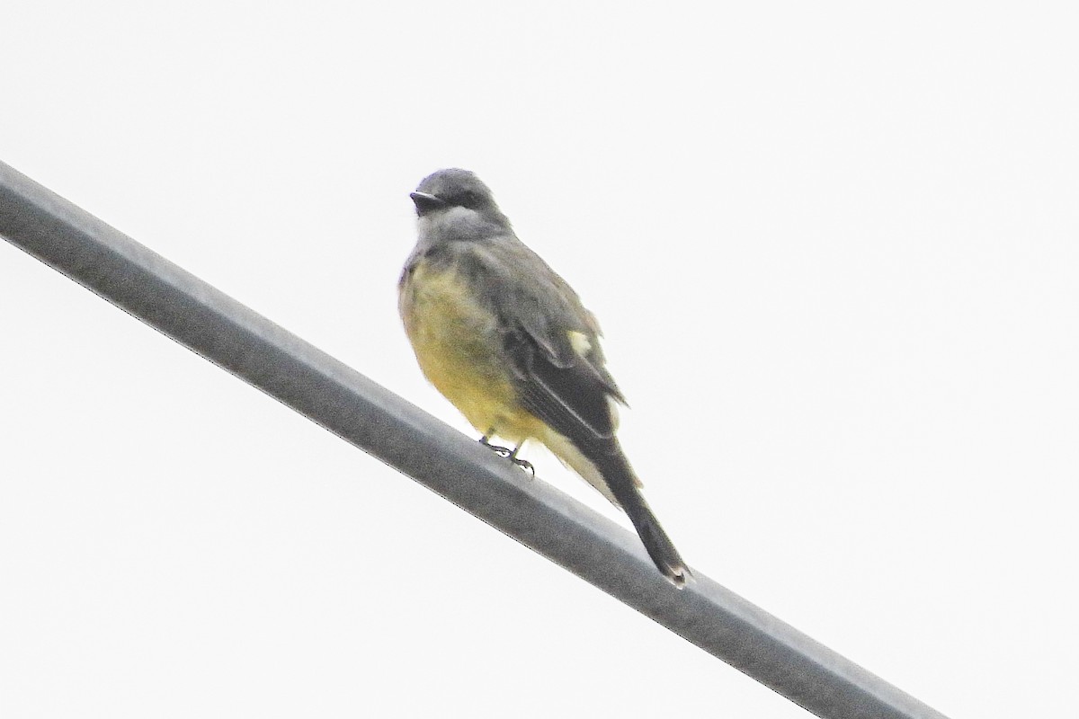 Cassin's Kingbird - ML644608464