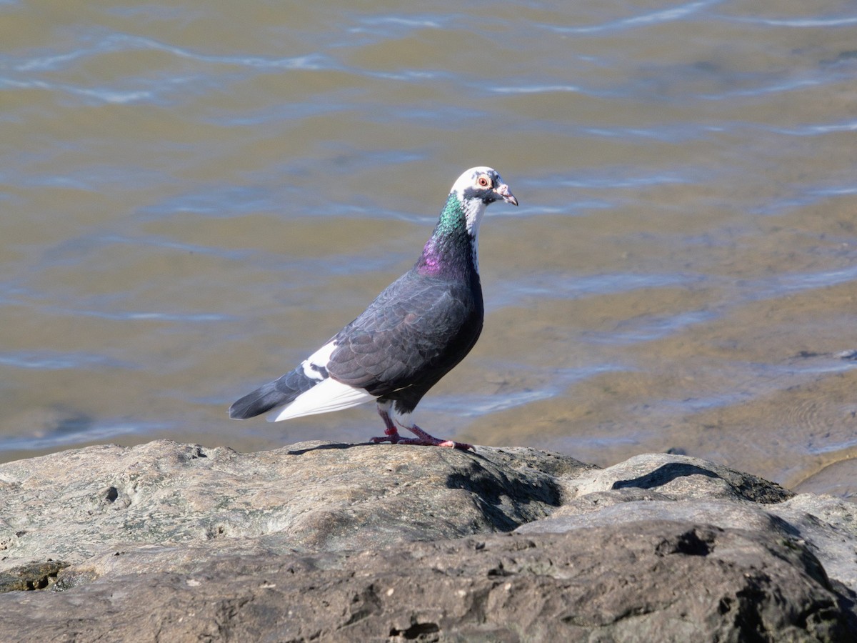 holub skalní (domácí) - ML644608465