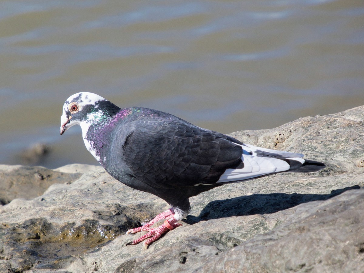 holub skalní (domácí) - ML644608466