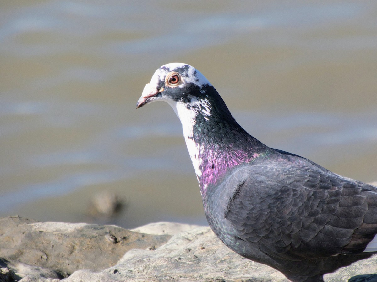 holub skalní (domácí) - ML644608467