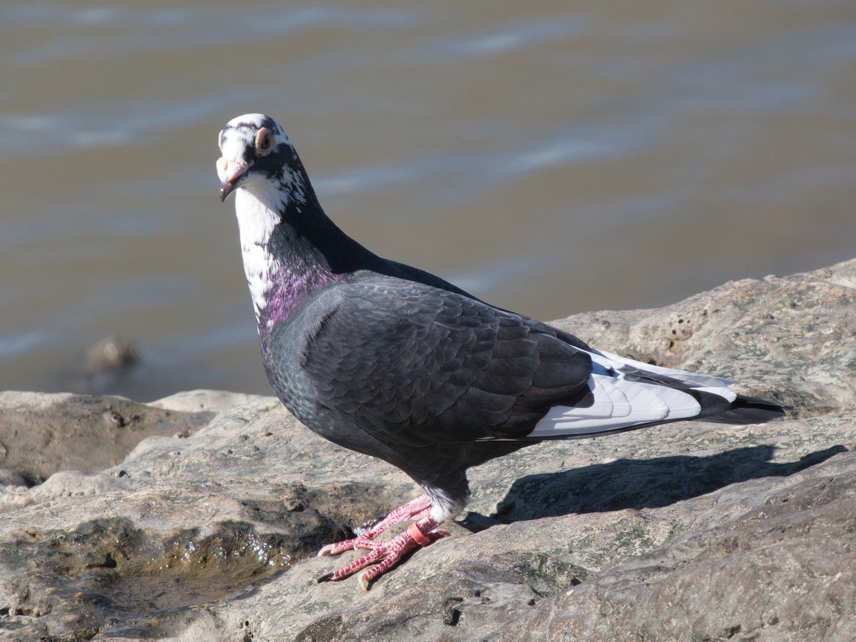 holub skalní (domácí) - ML644608468