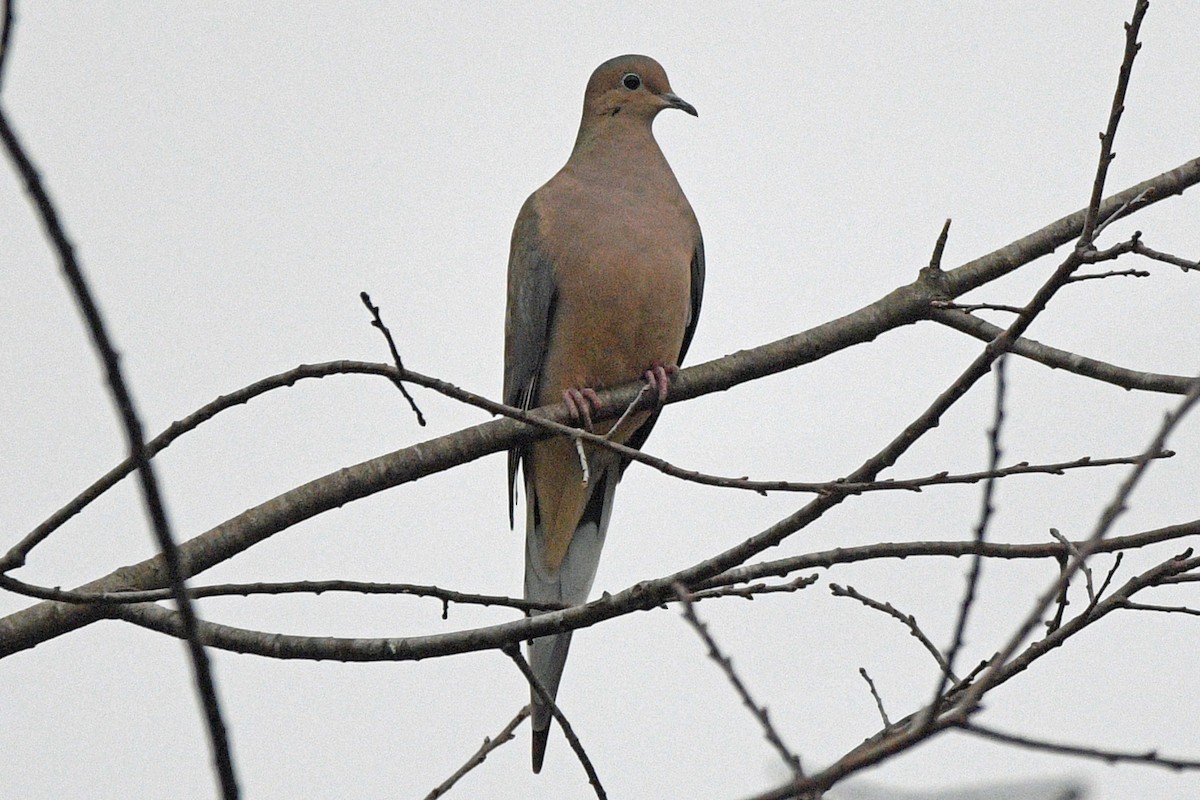 hrdlička karolínská - ML644608470