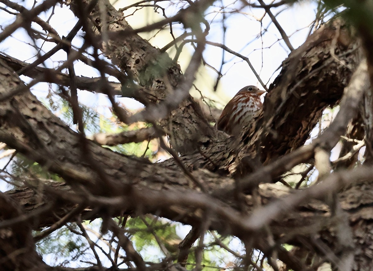 Fox Sparrow (Red) - ML644608471