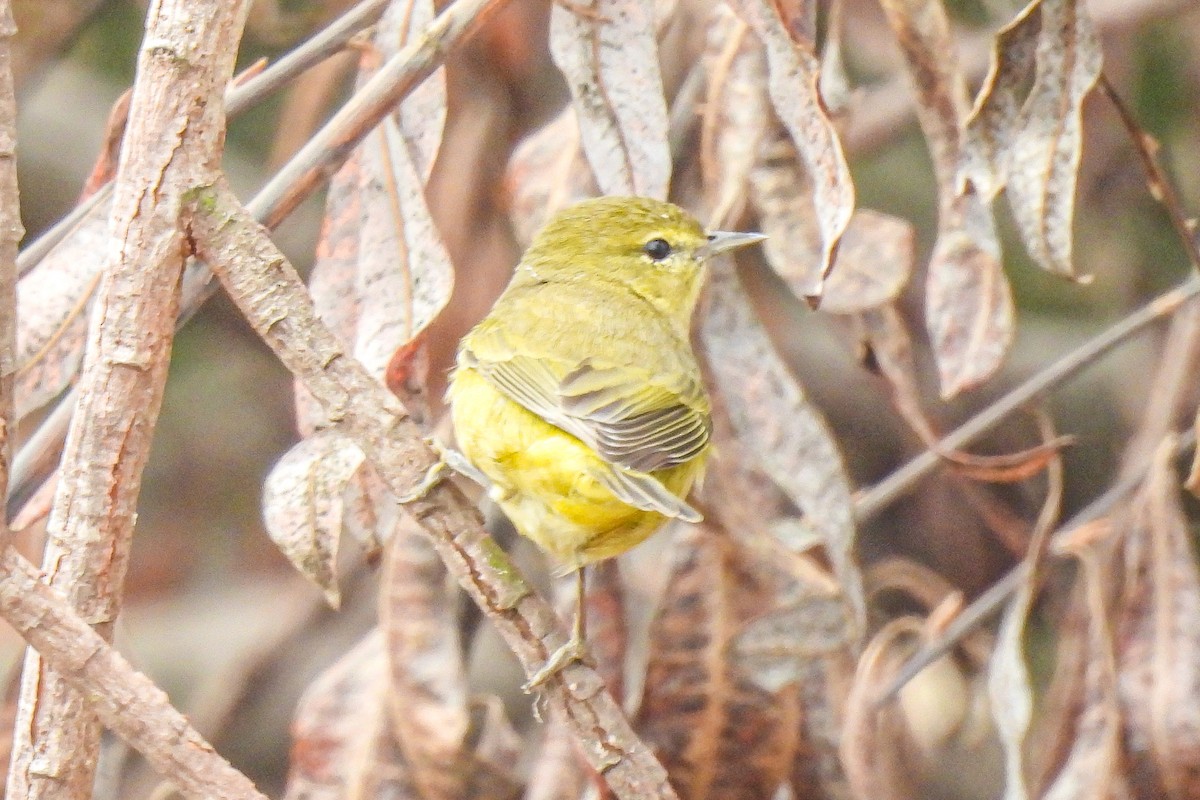 lesňáček hvězdičkový - ML644608473