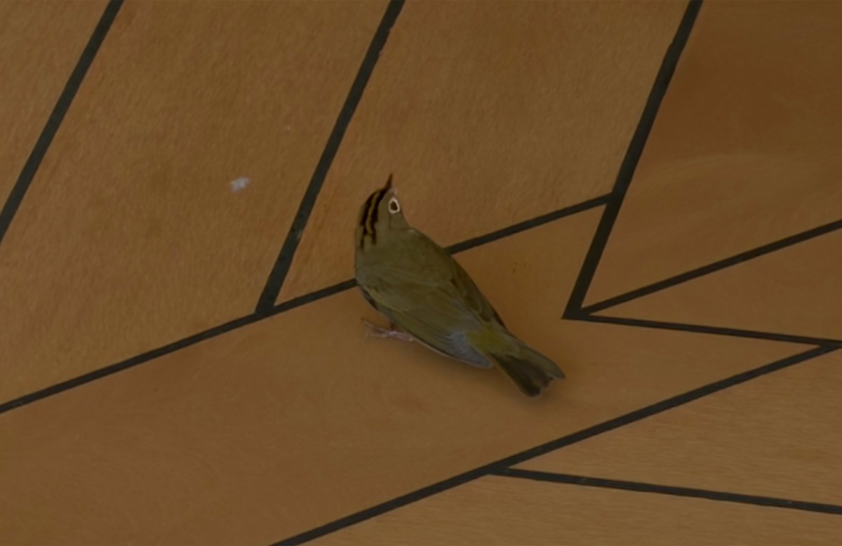 lesňáček zlatohlavý - ML644608480