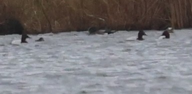 Porrón Coacoxtle - ML644608481