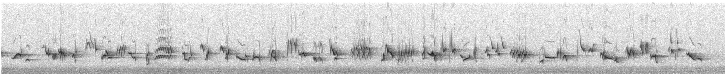 Townsend's Solitaire - ML644608486