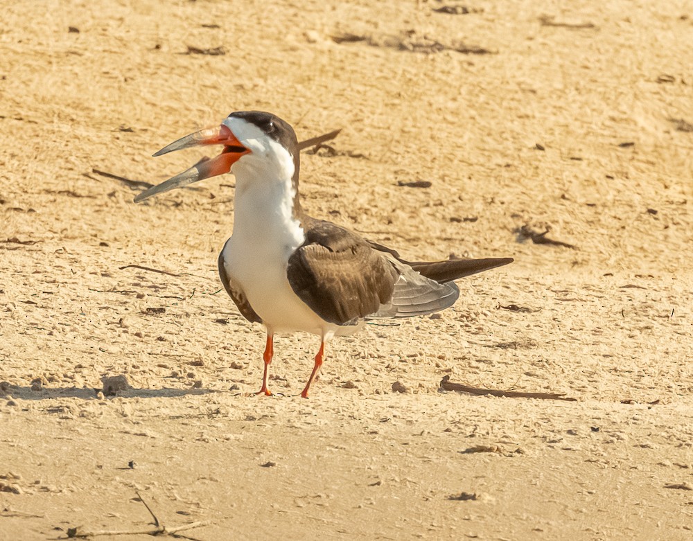 Black Skimmer - ML644608489