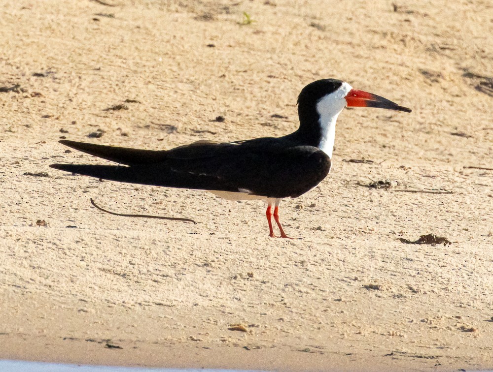 Black Skimmer - ML644608490