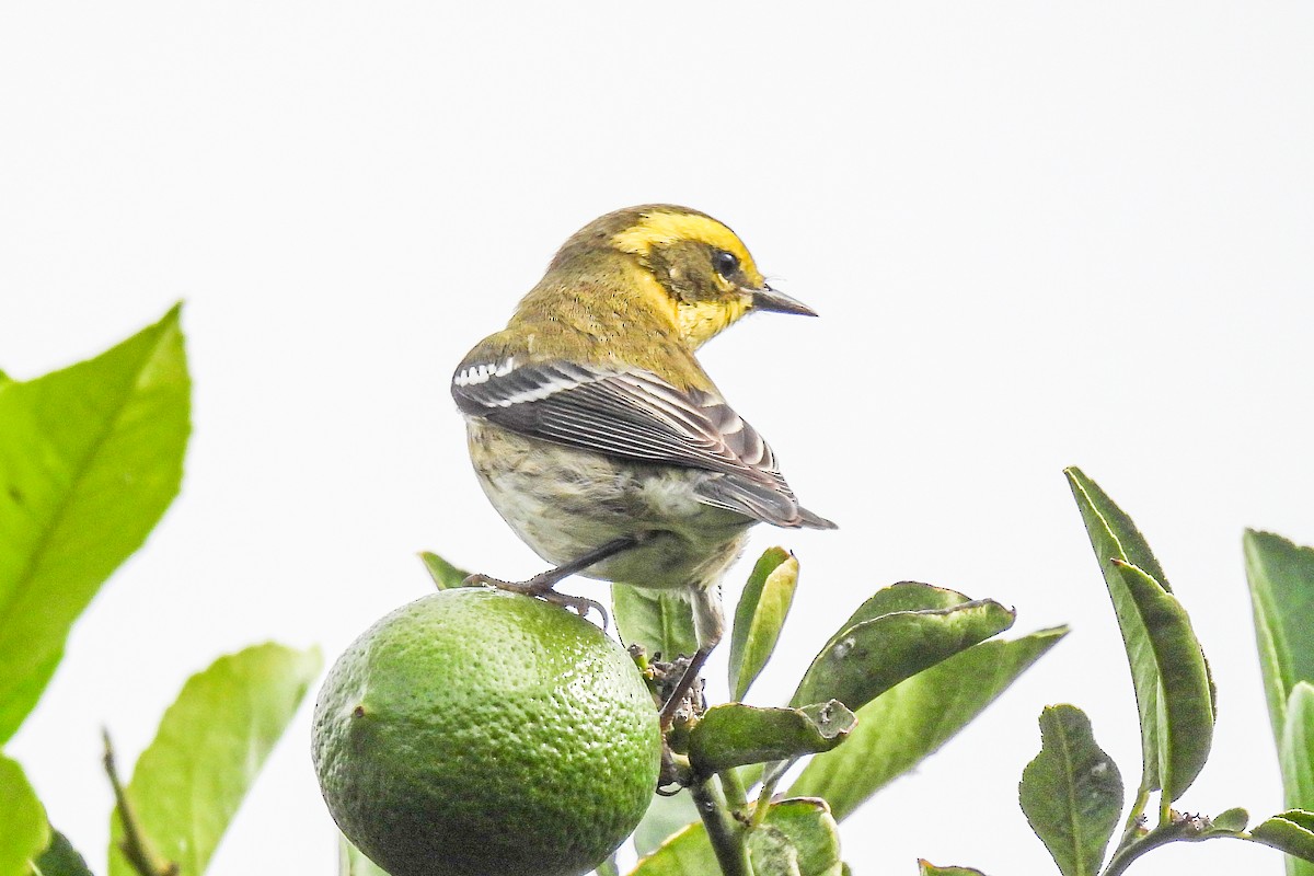 Paruline de Townsend - ML644608491