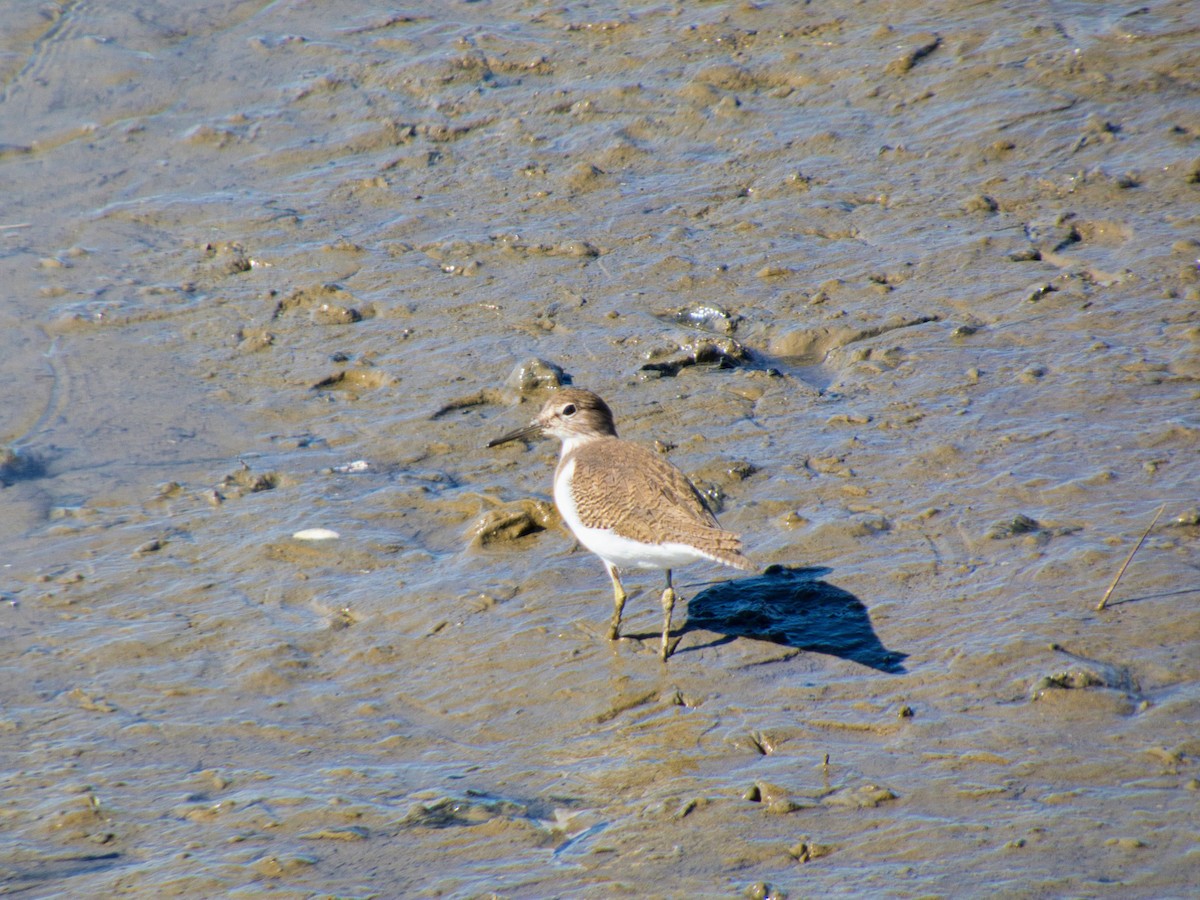 Common Sandpiper - ML644608497