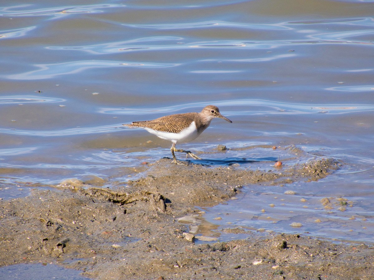 Common Sandpiper - ML644608498