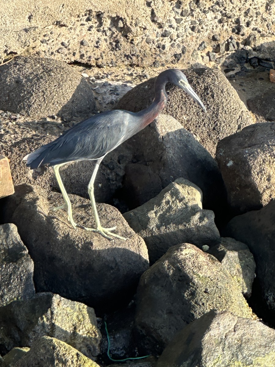 Little Blue Heron - ML644608517