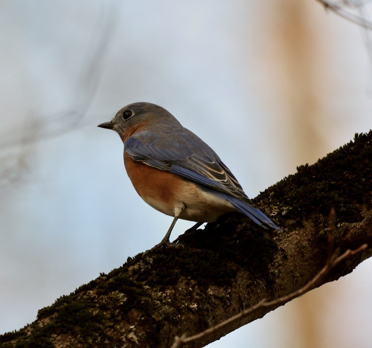 Eastern Bluebird - ML644608518