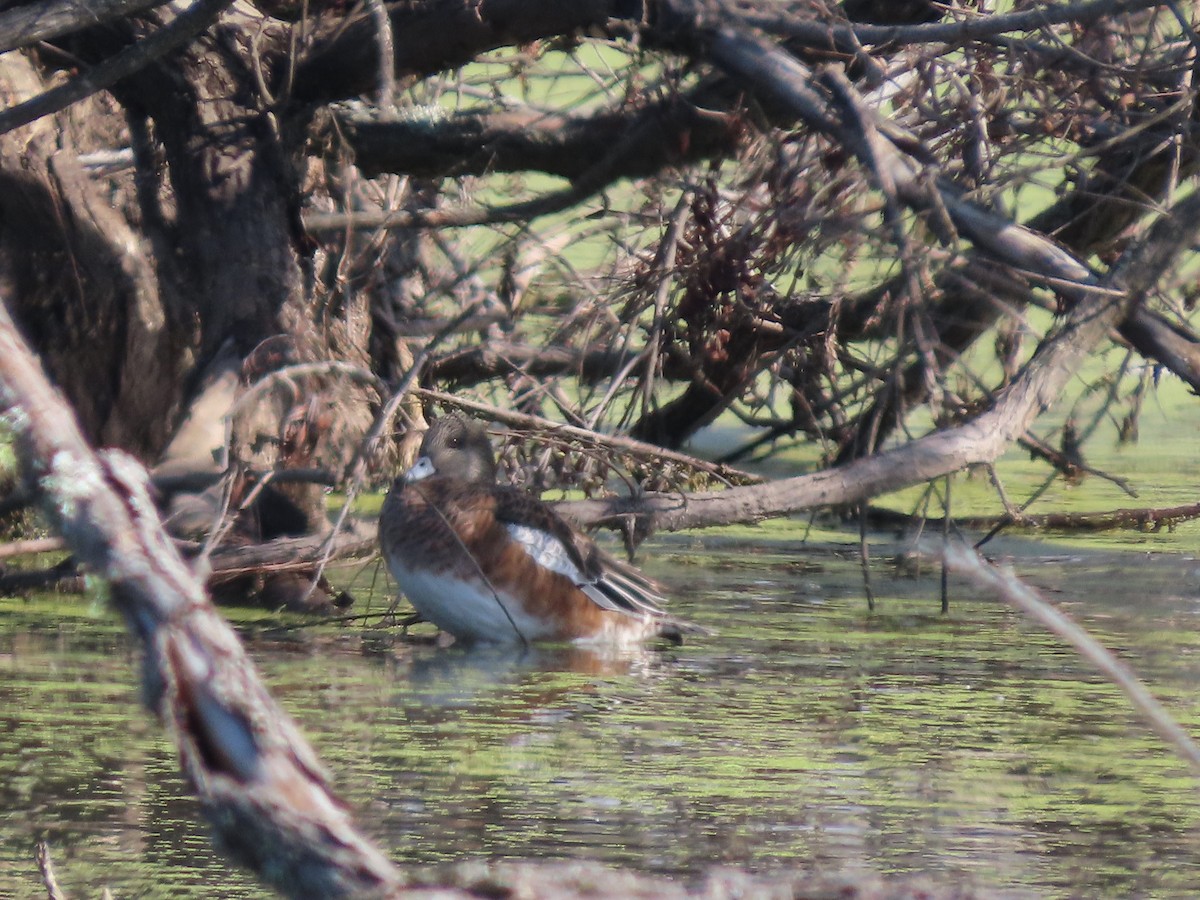 葡萄胸鴨 - ML644608523