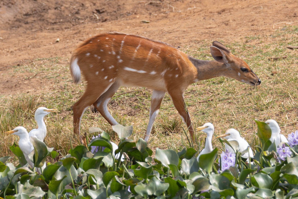 Nile Bushbuck - ML644608525