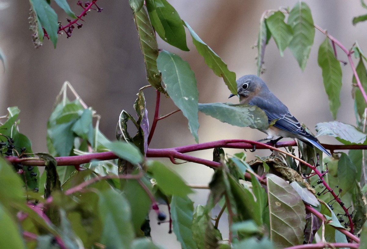 Eastern Bluebird - ML644608530