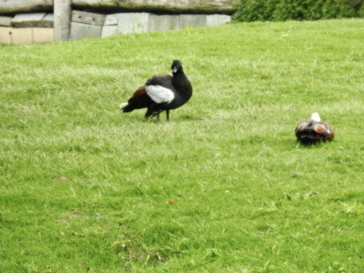 Tarro Maorí - ML644608531