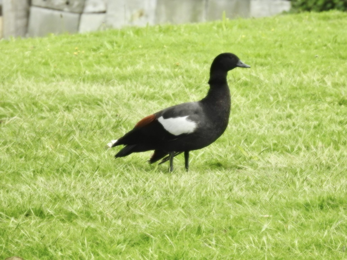 Tarro Maorí - ML644608537