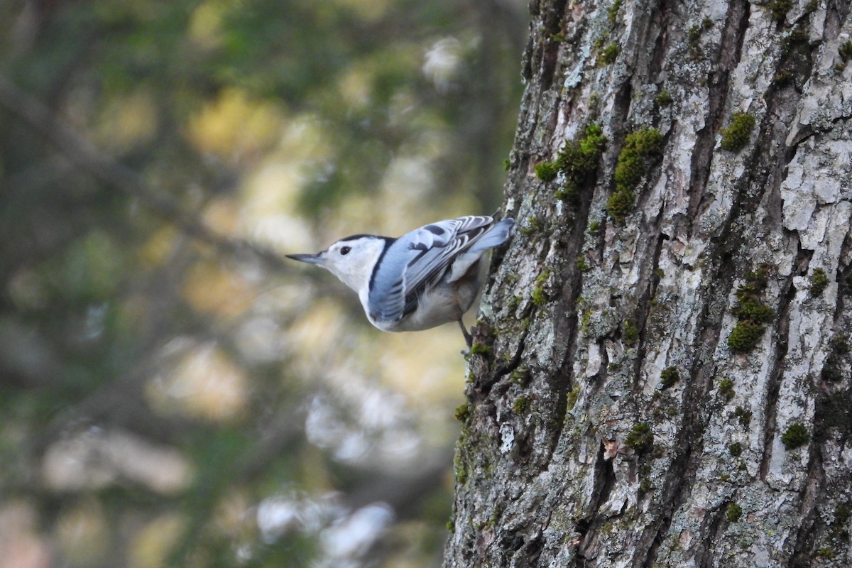 Sittelle à poitrine blanche - ML644608538