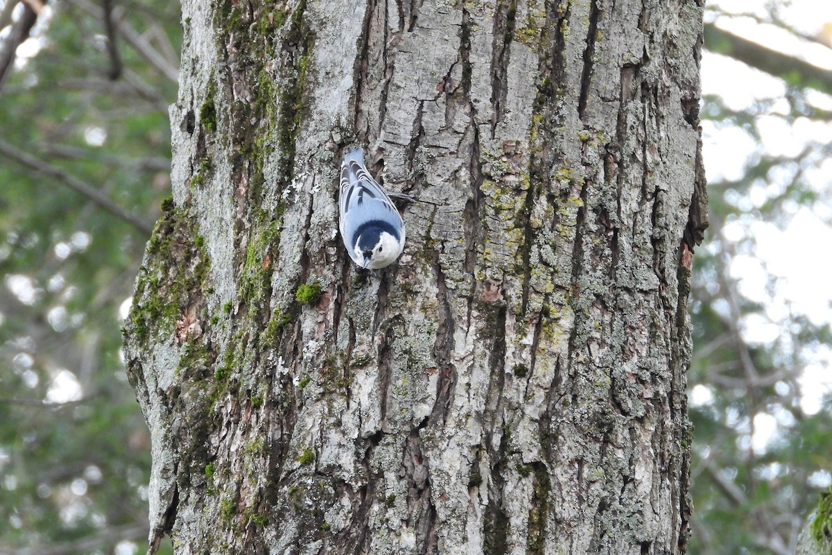 Sittelle à poitrine blanche - ML644608539