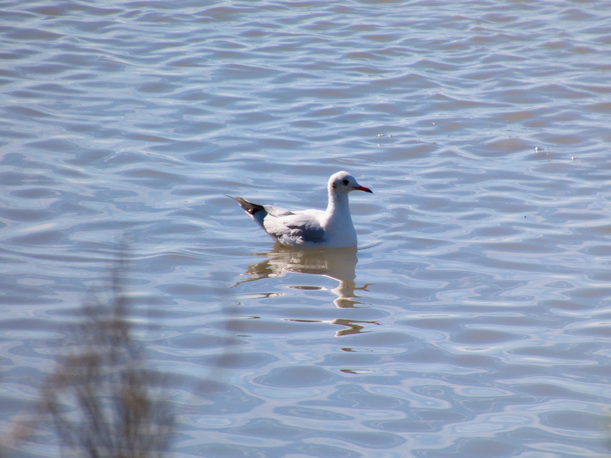 紅嘴鷗 - ML644608544