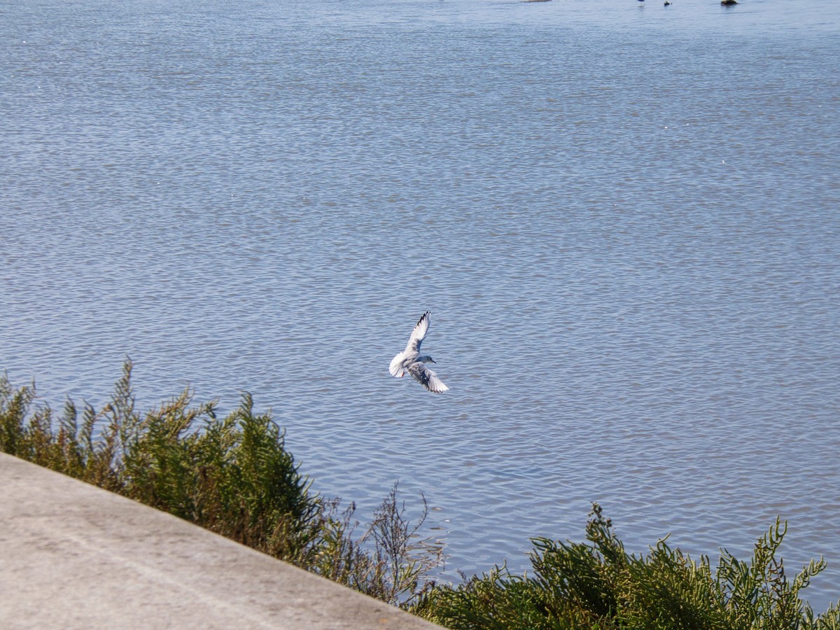 紅嘴鷗 - ML644608545